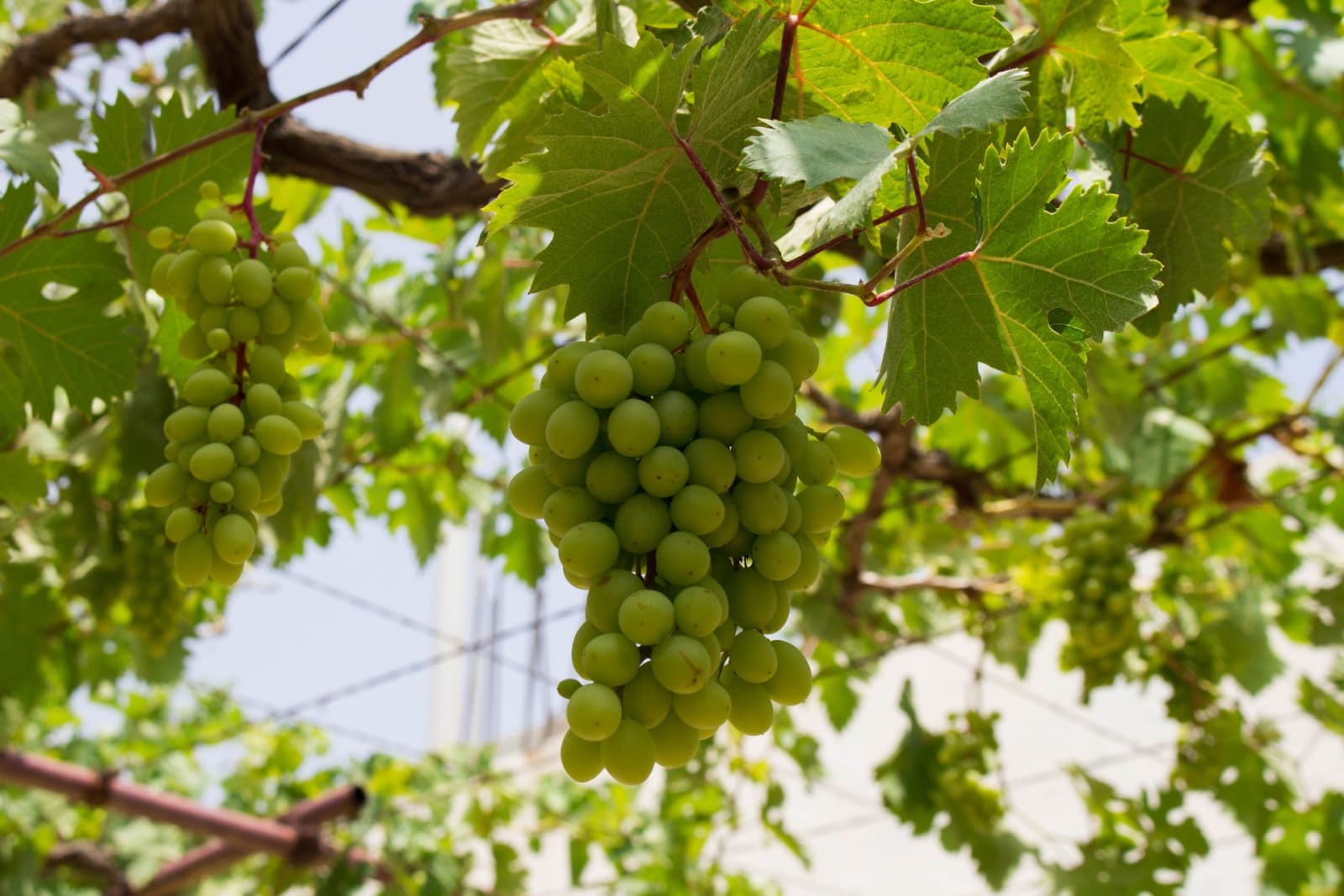 Grapes (Angoor) growing at Advait krishi