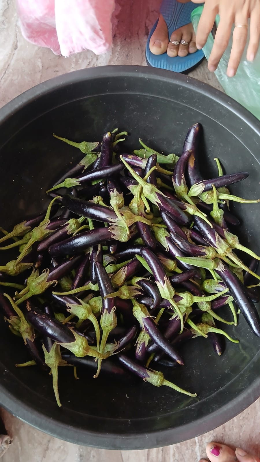 Brinjal growing at Advait krishi