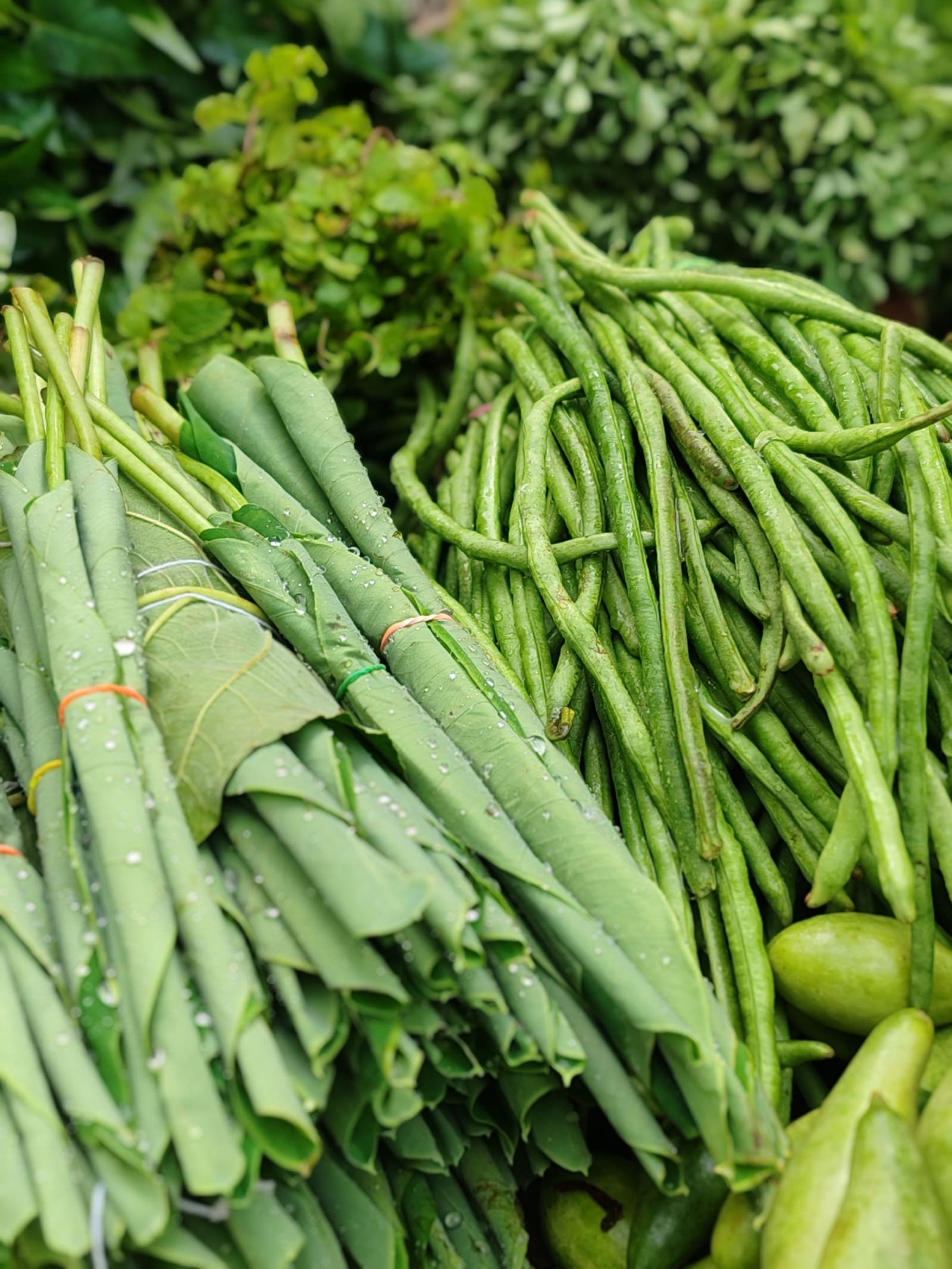French Bean growing at Advait krishi