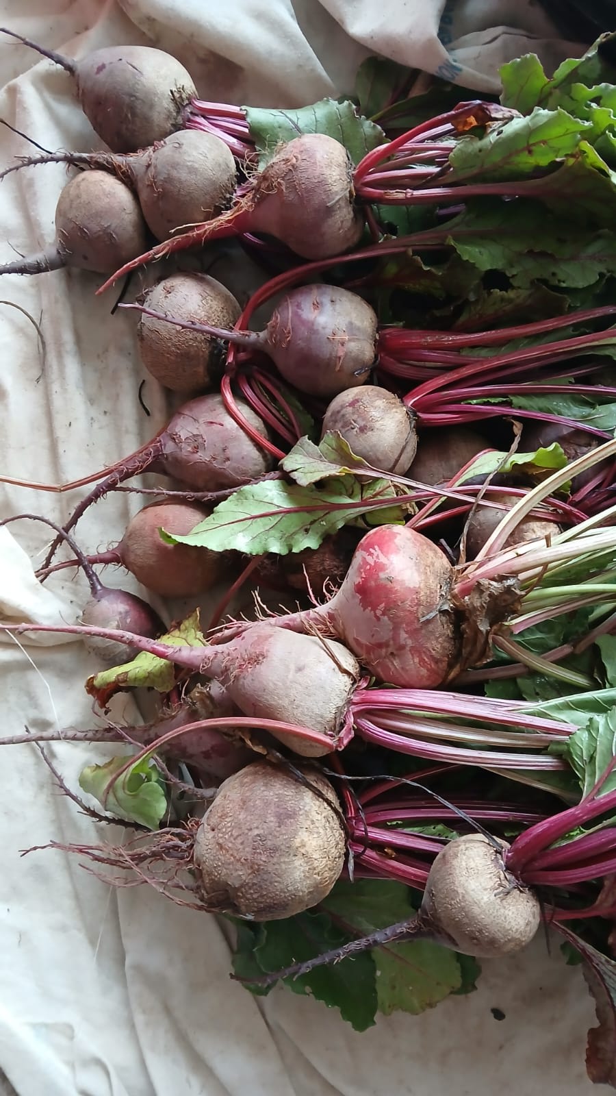 Beetroot growing at Advait krishi