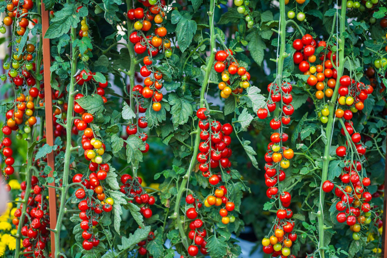 Tomato (Desi) growing at Peacock FARMS