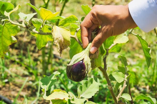Brinjal growing at Peacock FARMS