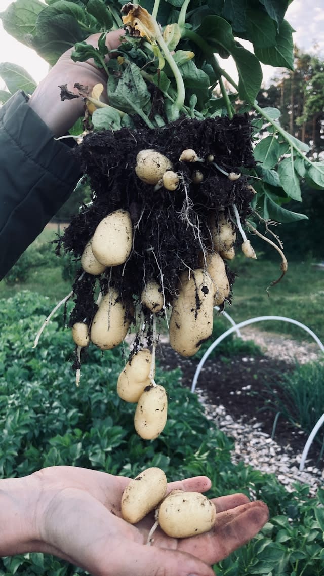 Potato growing at Peacock FARMS