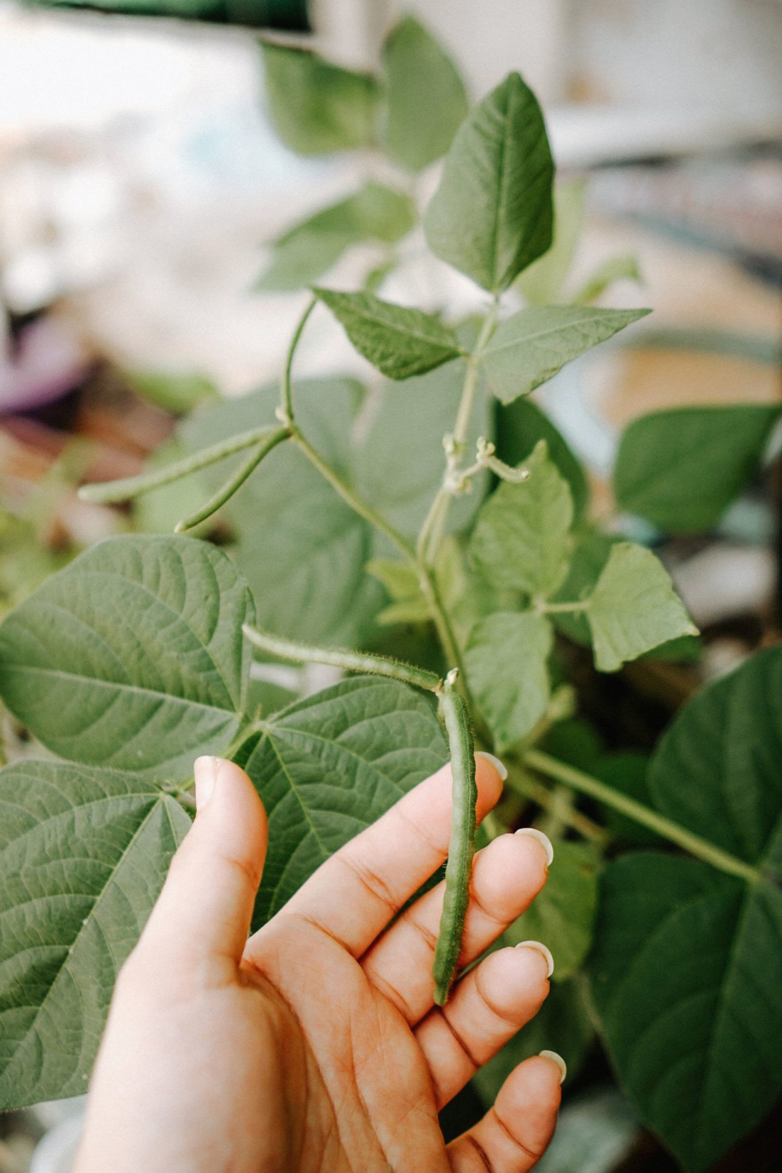 French Bean growing at Peacock FARMS