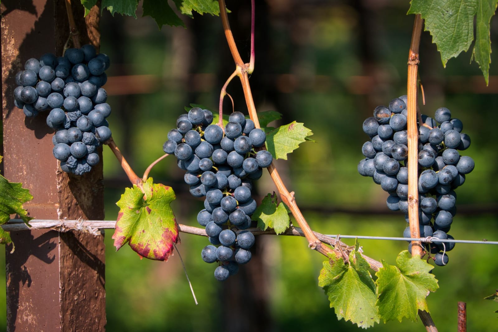 Grapes (Angoor) growing at Peacock FARMS