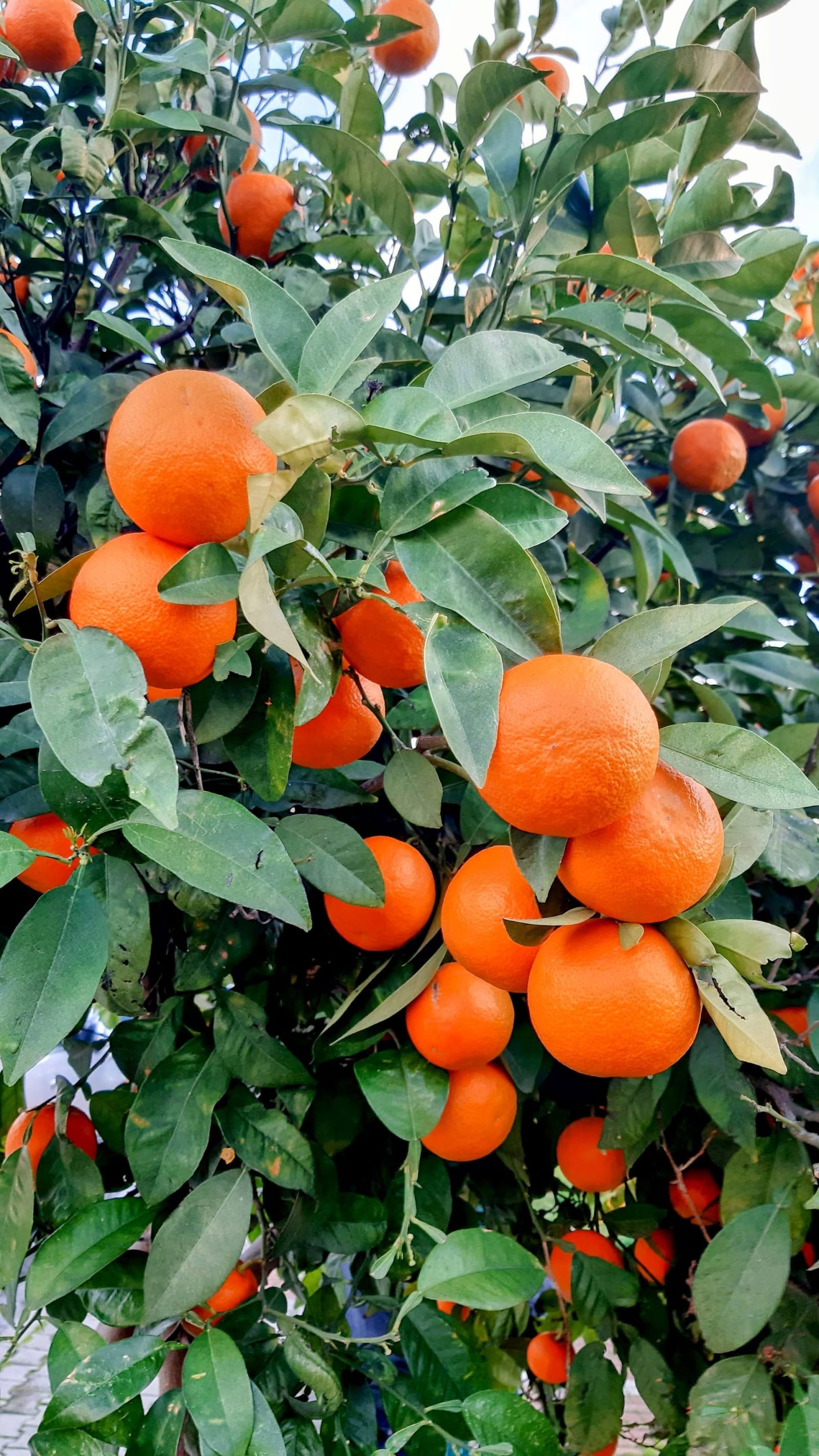 Malta growing at Peacock FARMS