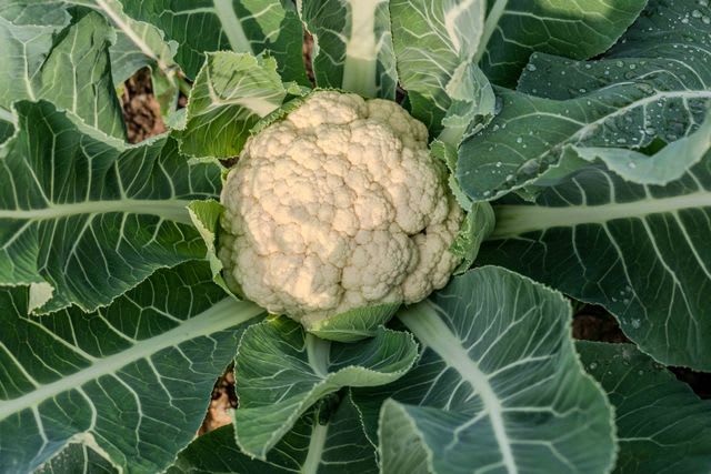 Cauliflower growing at CMSD organic farm