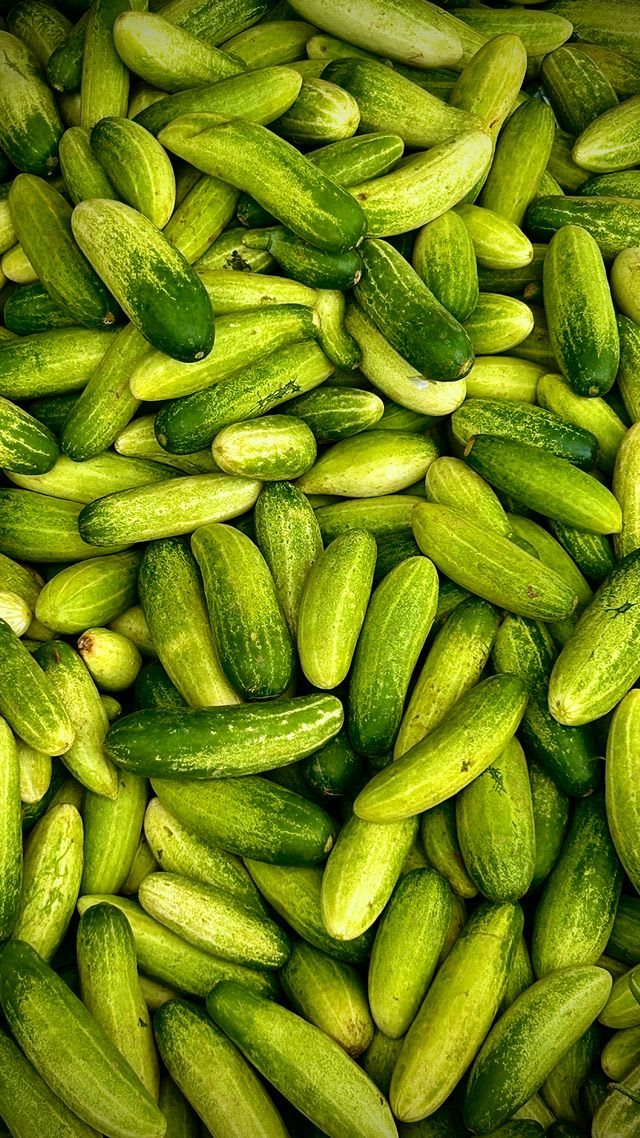 Cucumber growing at CMSD organic farm