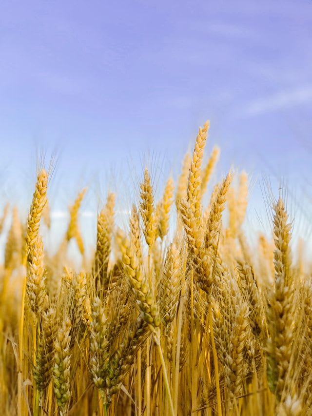 wheat growing at CMSD organic farm