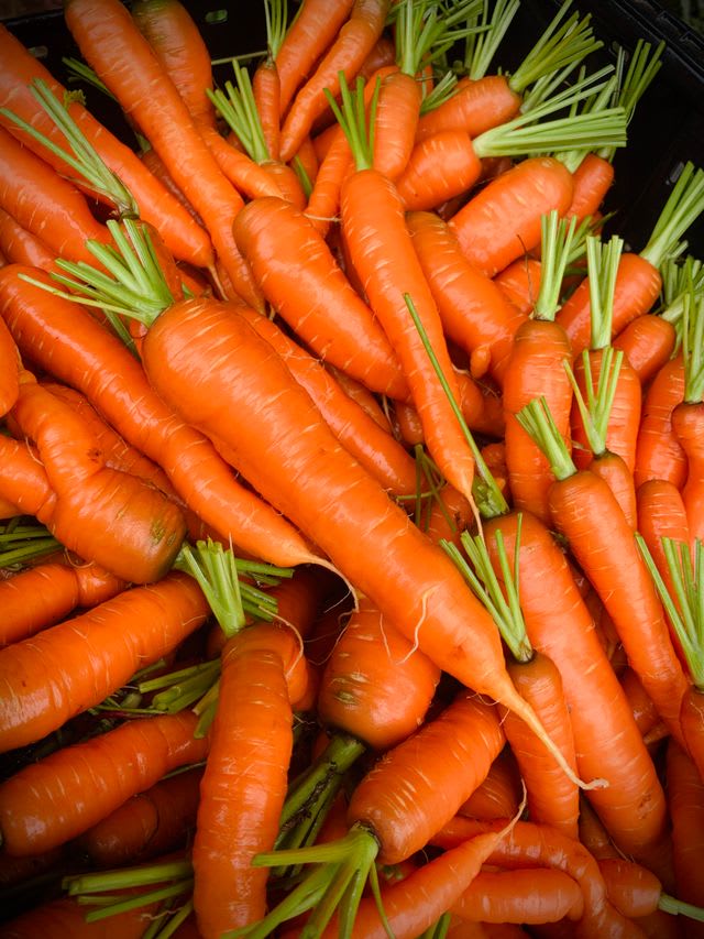 Carrot growing at CMSD organic farm