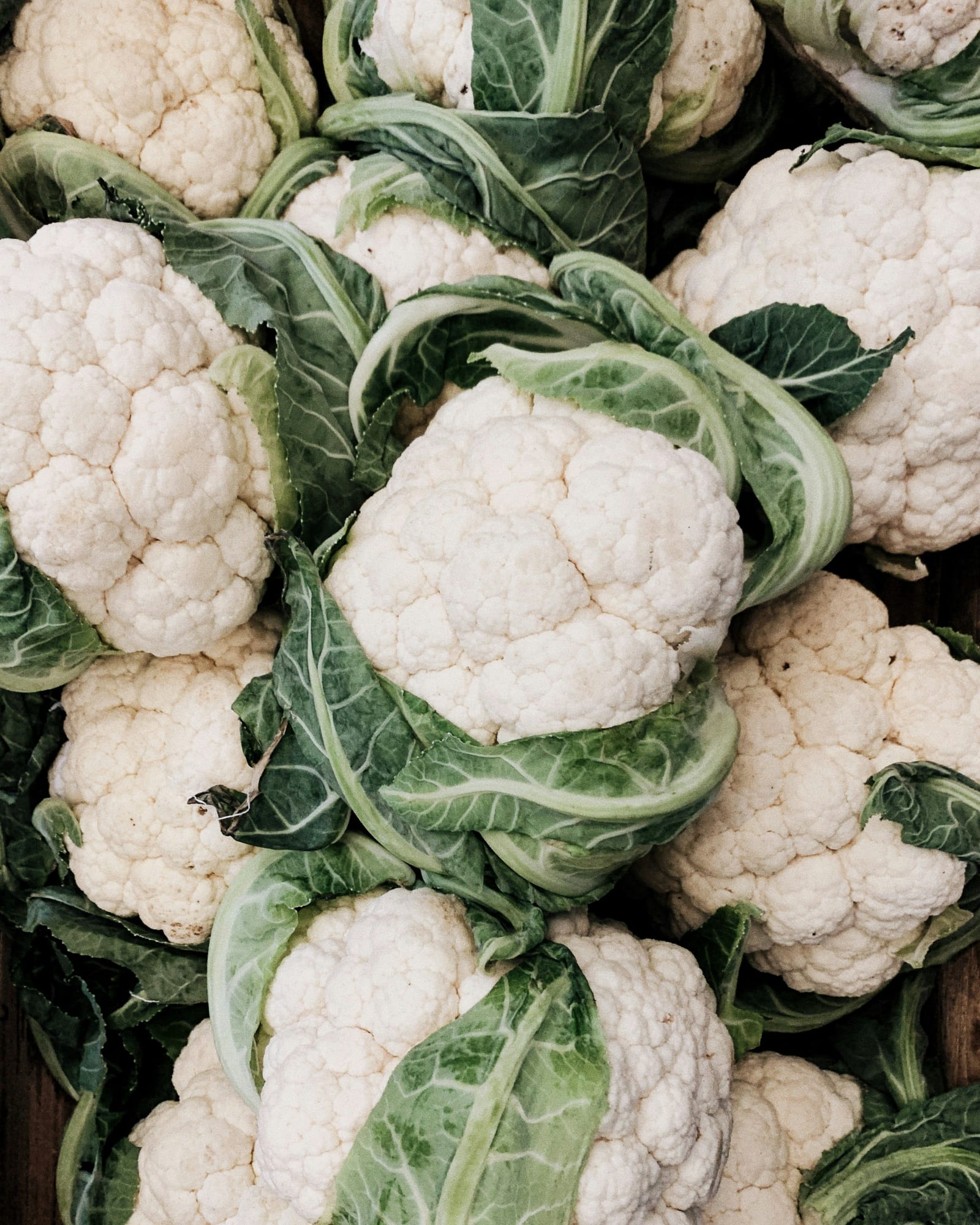 Cauliflower growing at yadav Organic Farm