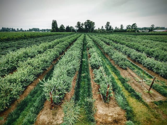 Peacock FARMS, photograph 2