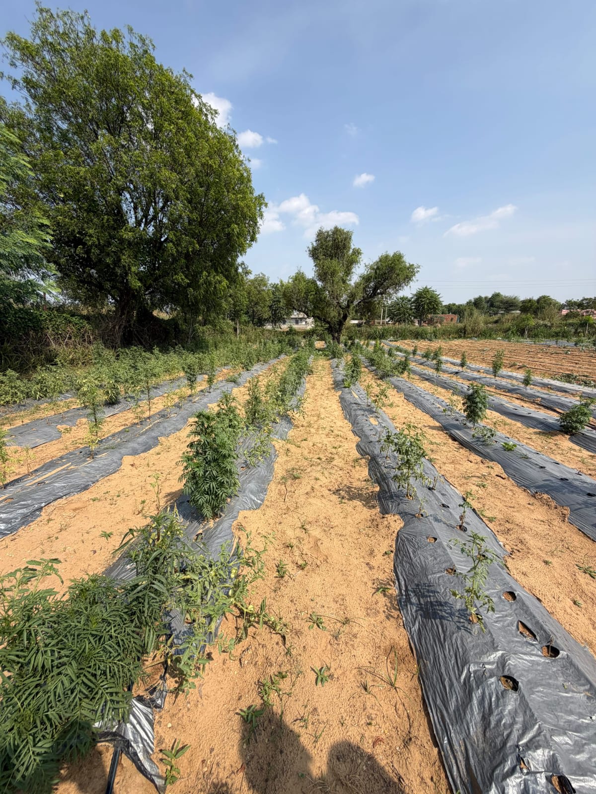 yadav Organic Farm, photograph 1