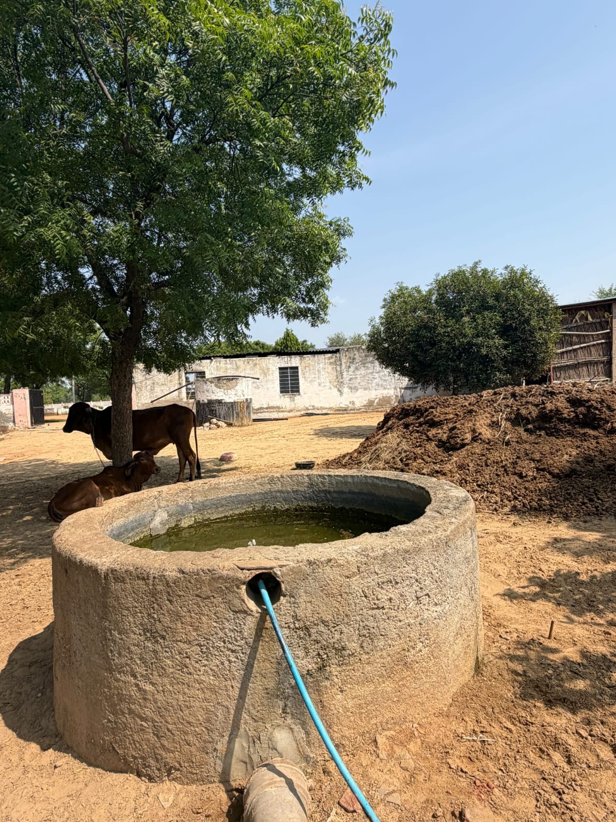 yadav Organic Farm, photograph 2