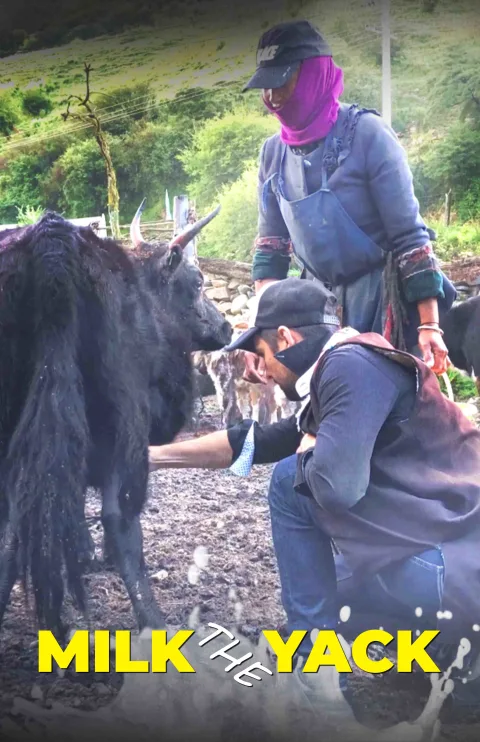 Milking Yaks in Tibet