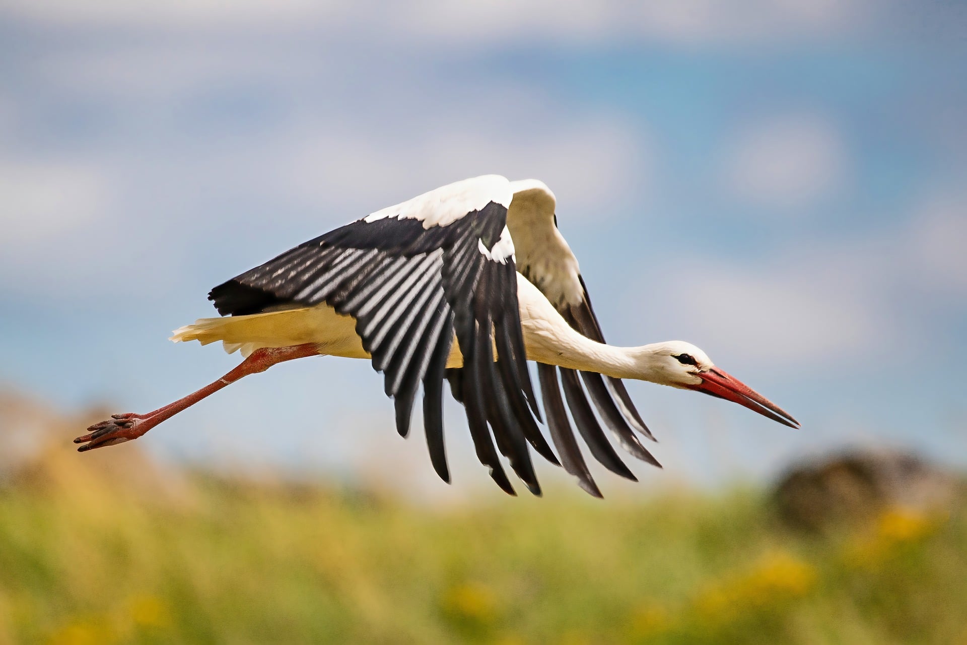 Stork wildlife photo