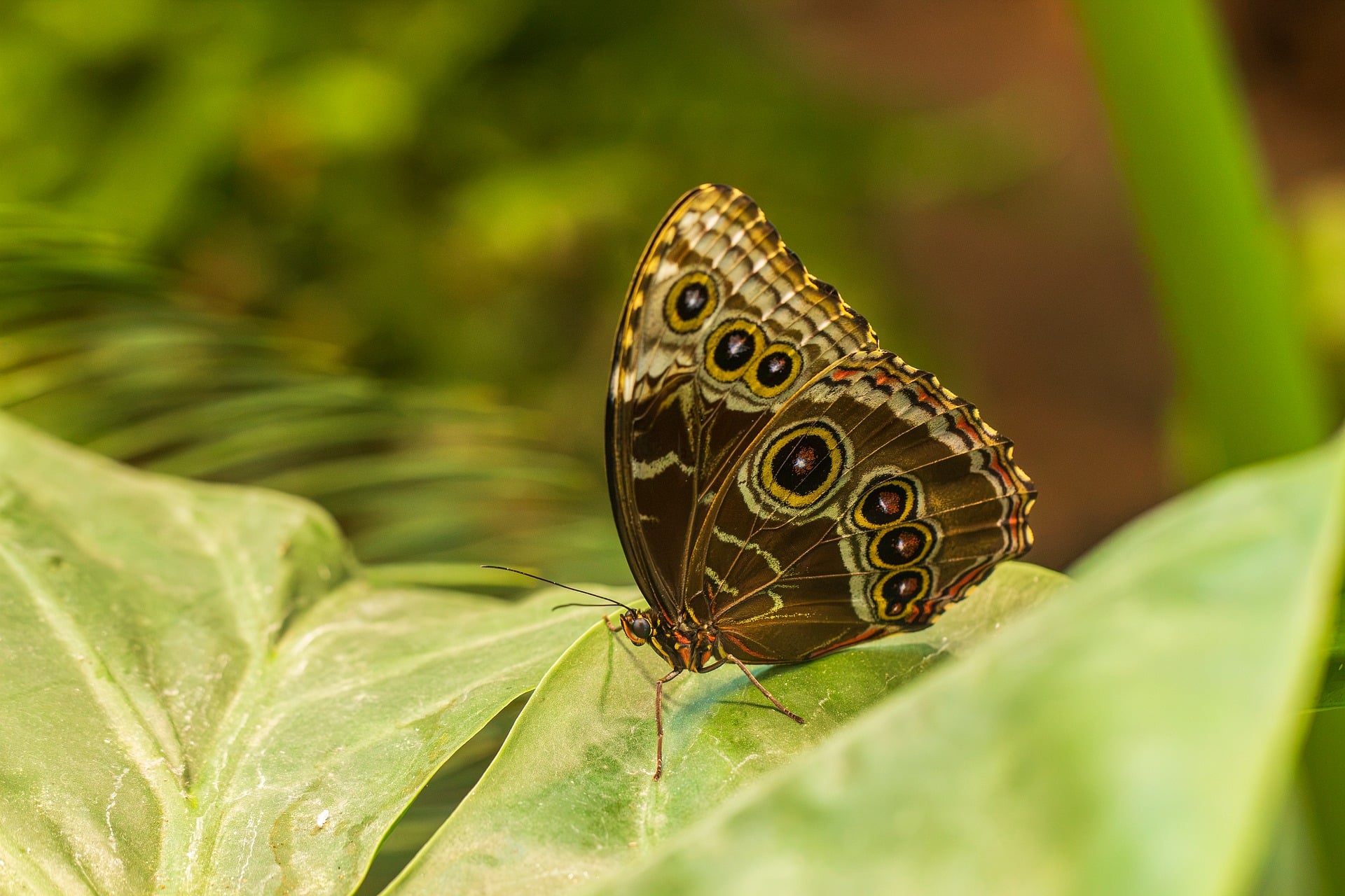 Second butterfly macro photo