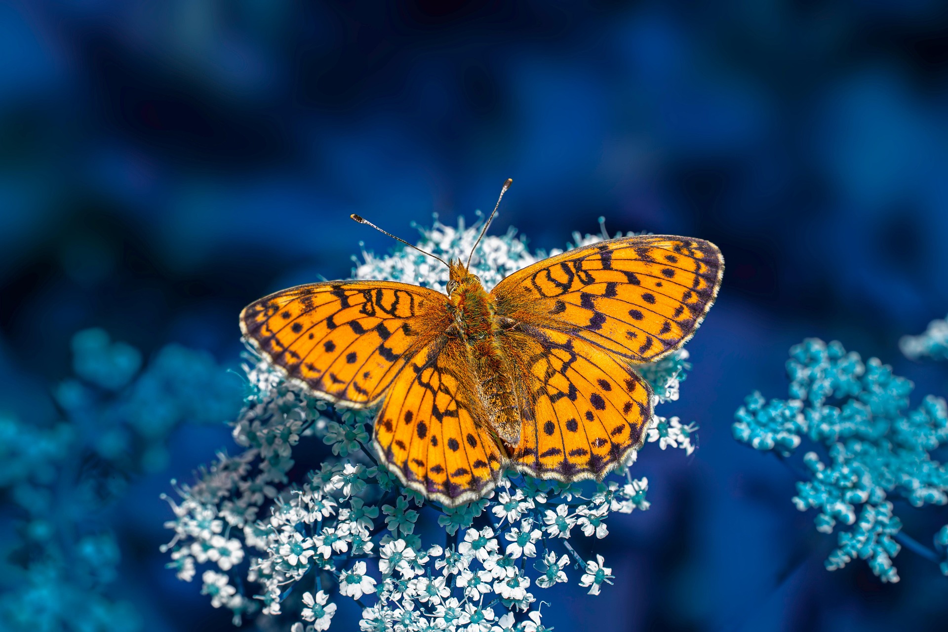 Butterfly macro photo