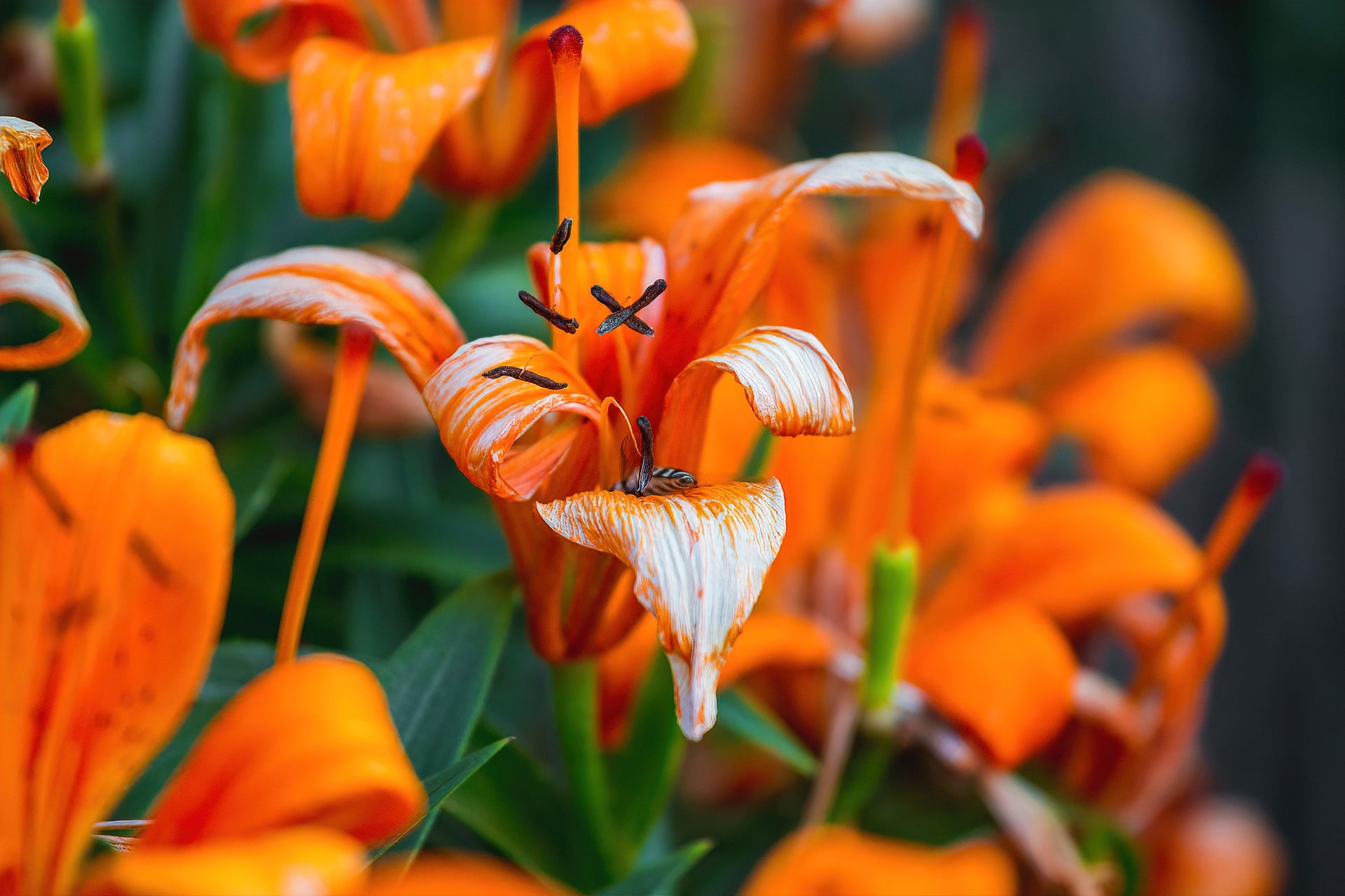 Flowers macro photo