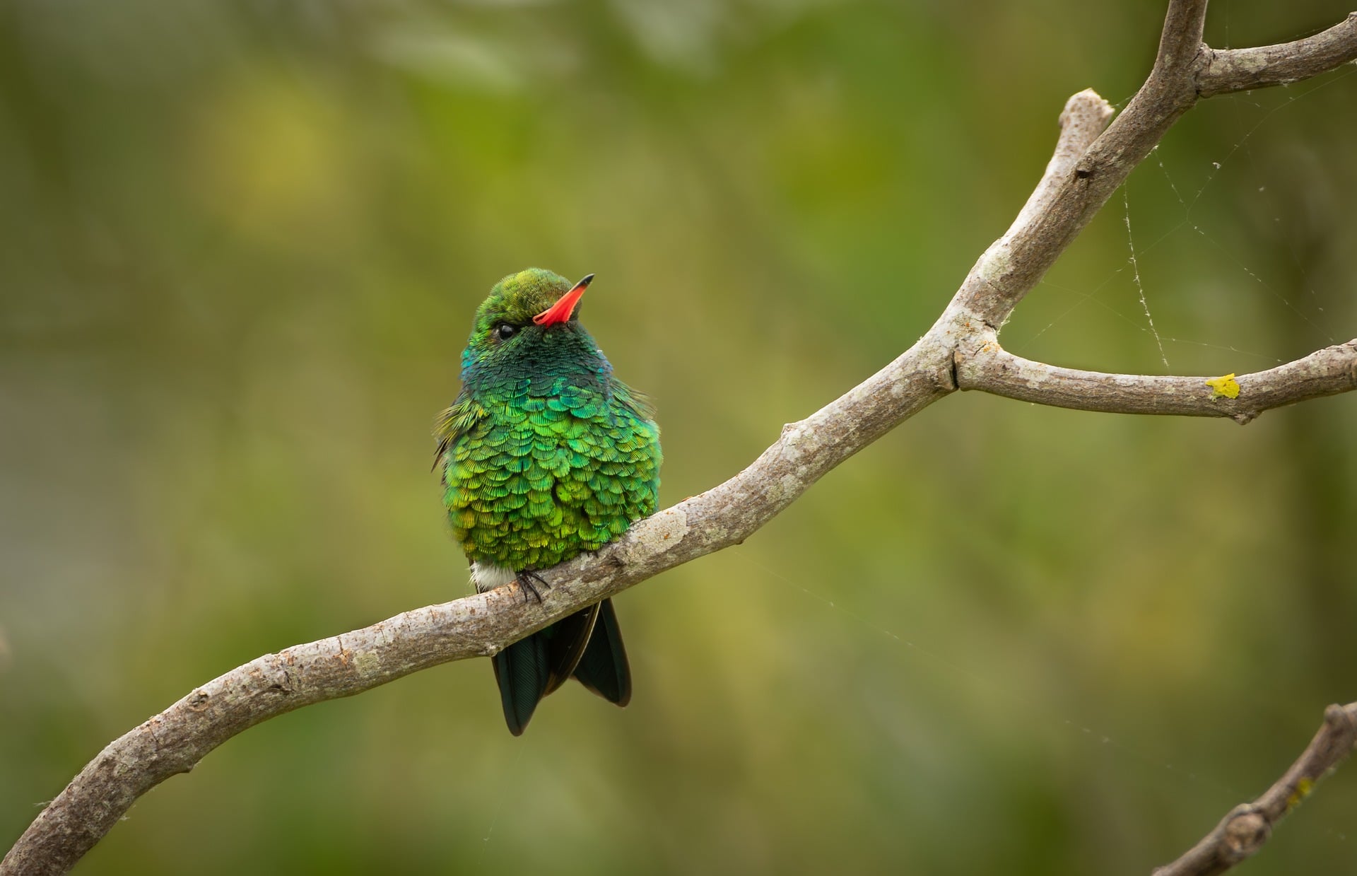 Hummingbird wildlife photo