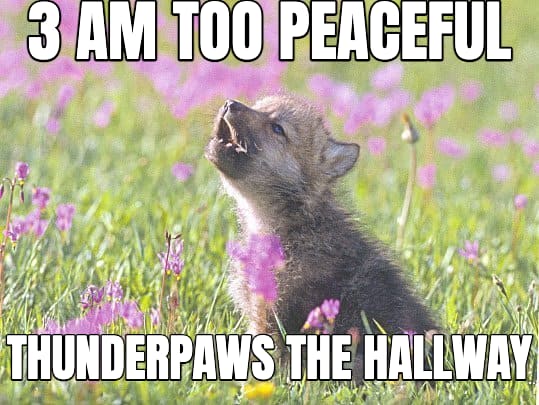 Baby Insanity Wolf meme: 3 AM TOO PEACEFUL — THUNDERPAWS THE HALLWAY