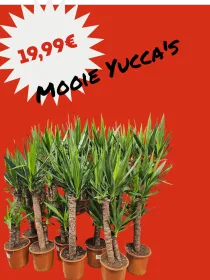 Yucca aan 19.99€