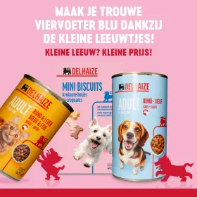 Kleine Leeuw? Kleine prijs! 🦁