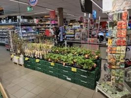 Laat je tuin bloeien! Fruitbomen en aardbeiplantjes, vers van onze winkel naar jouw tuin!