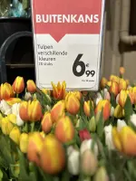 TULPEN 🌷