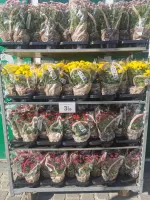 Dans votre carrefour express Capouillet