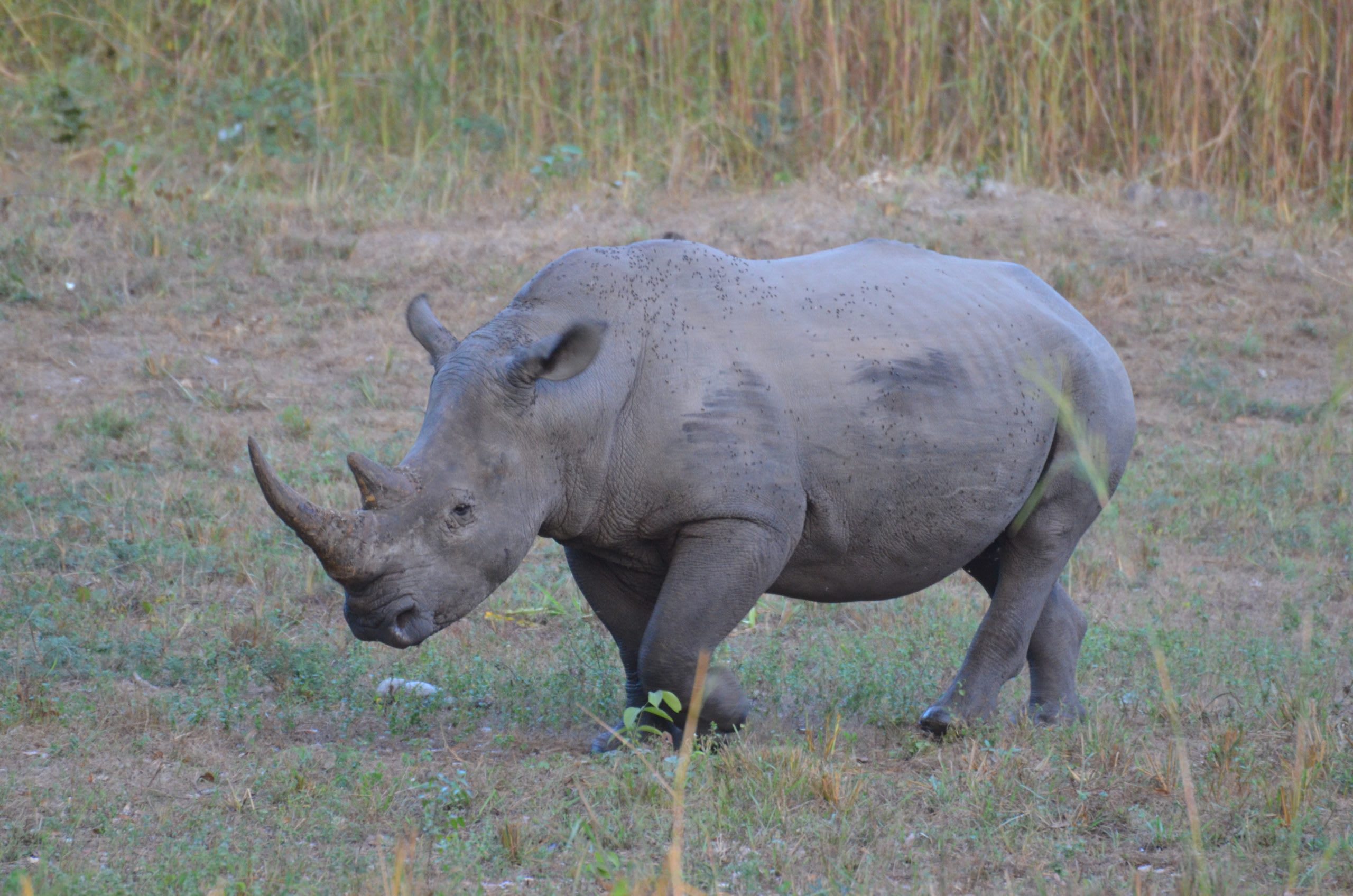 Harold the Rhino
