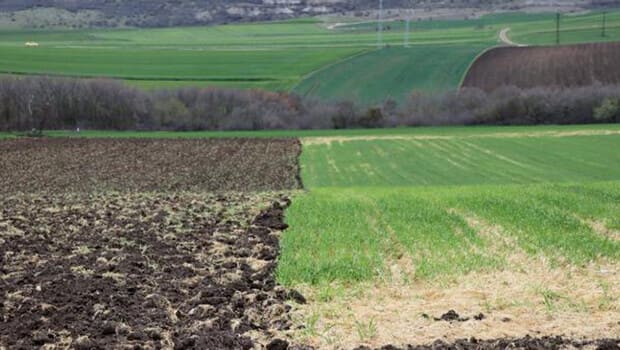 Sararan buğday tarlaları, ayçiçeğini bekliyor