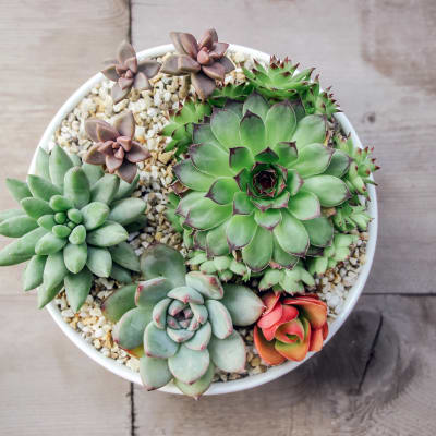 Small colorful succulent plants in pot 522325718 5184x3456 z93lnr