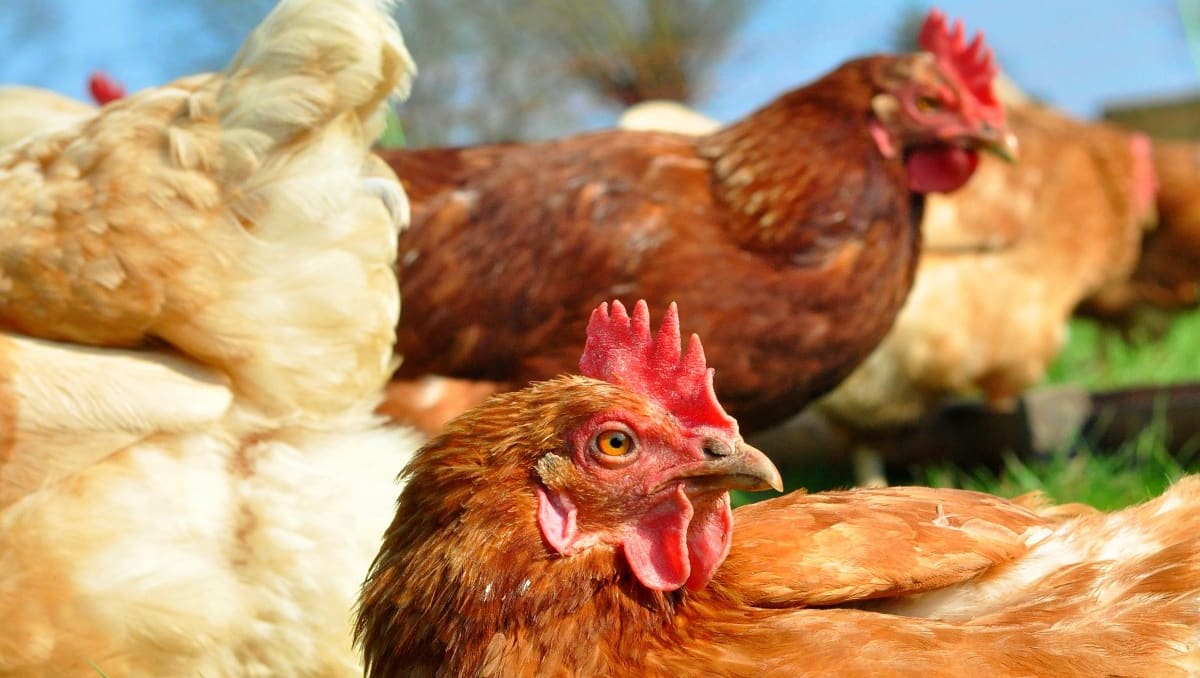 Cyber Attack Disrupts Hazeldenes Chicken Processing Operations