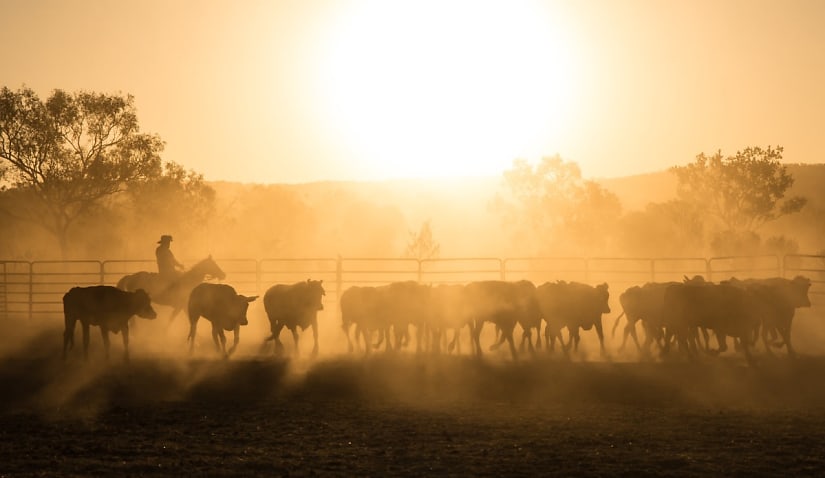 Cattle Australia faces legal action