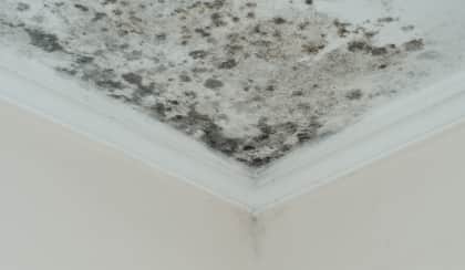 moldy ceiling spi xjhoxv