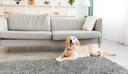 pet dog living room reb wxf2ks