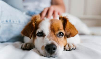 pet dog spi u1xfmp