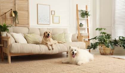 pets house living room spi xb9jwp