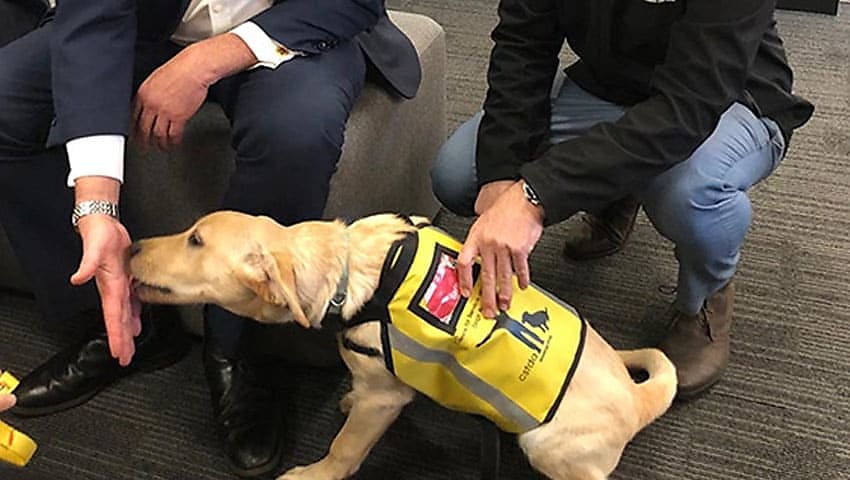 Assistance dog trial for helping veterans showing positive signs