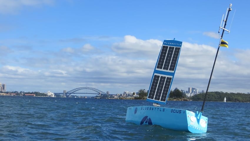 ocius bluebottle