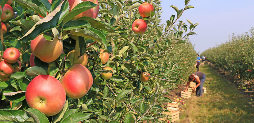 Irish multinational agribusiness company hit by ransomware attack, systems taken offline