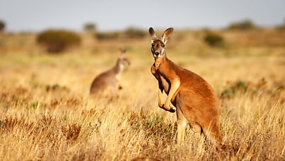 Bush Heritage Australia joins growing list of Pareto Phone breach victims