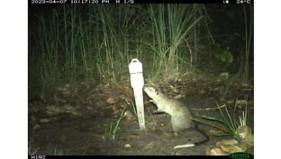 WallabyGPT: AI slashes Indigenous rangers’ wildlife monitoring workload by 81%