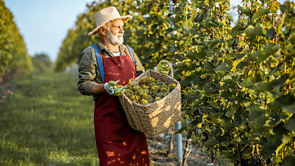 Grape expectations: AI could uncork solutions for saving the wine industry