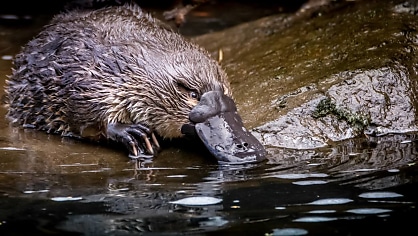 13,500 Australian Conservation Foundation donors have data leaked on dark web