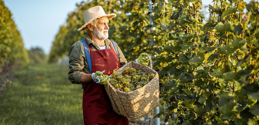 Grape expectations: AI could uncork solutions for saving the wine industry