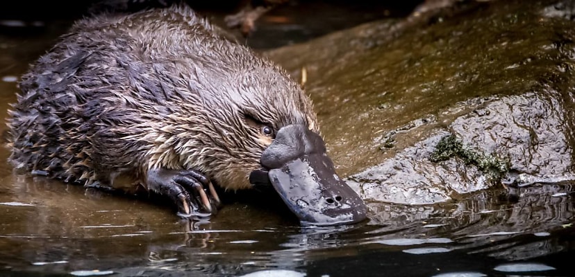 13,500 Australian Conservation Foundation donors have data leaked on dark web