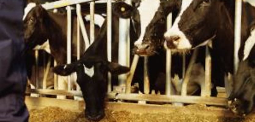 Cows