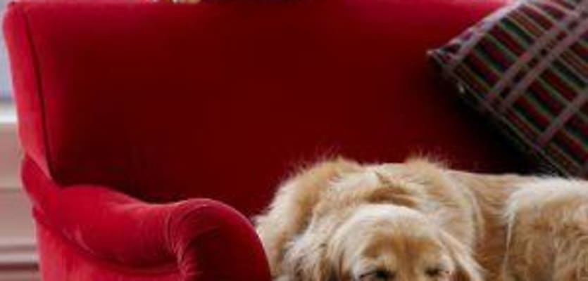 Pets